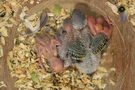 121202 --- Gruppbild av R4, R5, R6, R7 och R8